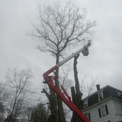 Community Tree Services