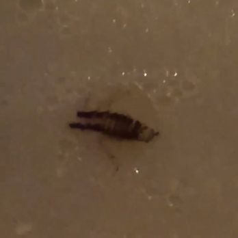 Pho Vietnam - Floating roach - Vietnamese Near Me - Brooklyn, New York