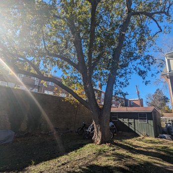 Great Scott Tree Service - After - They cleaned up this old pecan and helped open and raise it up - Tree Services Near Me - Norfolk, Virginia Great Scott Tree Service - After - They cleaned up this old pecan and helped open and raise it up - Tree Services Near Me - Norfolk, Virginia