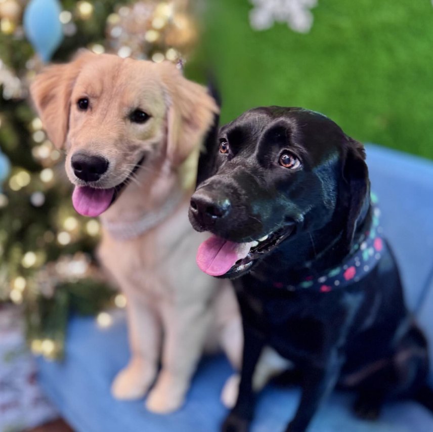 Sunshine City Pets Image