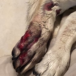Mountain View Veterinary - Ava's paw