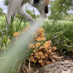 Champions' Run Dog Park