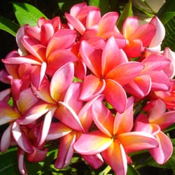 Upland Nursery