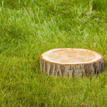 Gordon's Tree Service - Tree Services Near Me - Danielsville, Georgia Gordon's Tree Service - Tree Services Near Me - Danielsville, Georgia