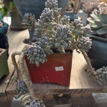 Shuna’s Succulent House - Nurseries & Gardening Near Me - Chino, California