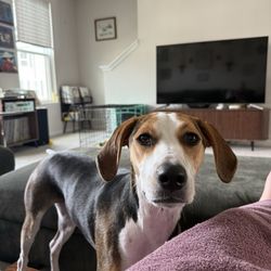 Mission Vet Urgent Care - Blue Ash