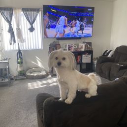 Dog