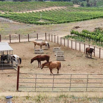 Wine Country Trails by Horseback - Some of the rescue horses - Tours Near Me - Temecula, California