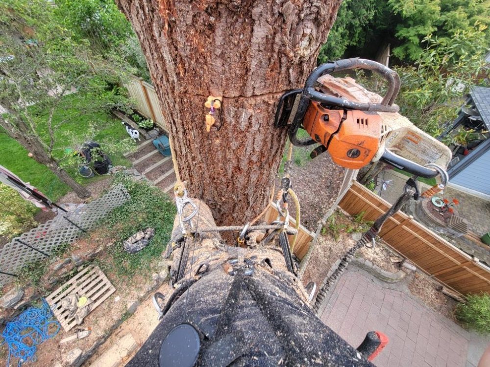 Pacific Arboriculture - tree service in Auburn, WA