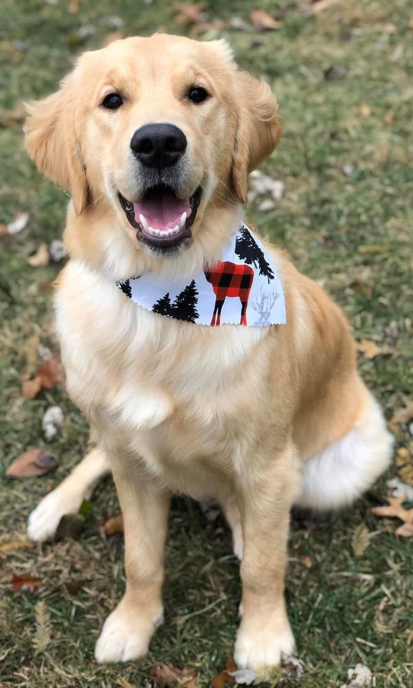 TOP TAIL PET GROOMING 20 Photos 24 Troy Rd, Delaware, Ohio Pet