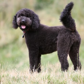 paws in the park pet supply