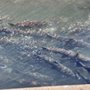 Photo of Mokelumne Fish Hatchery