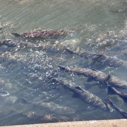 Mokelumne Fish Hatchery - Salmon