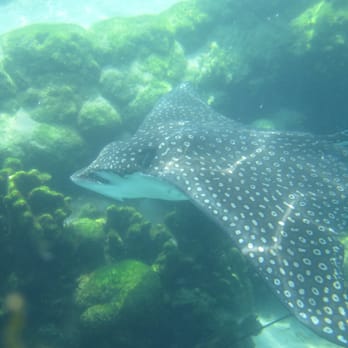 Discovery Cove - Manta Ray - Amusement Parks Near Me - Orlando, Florida