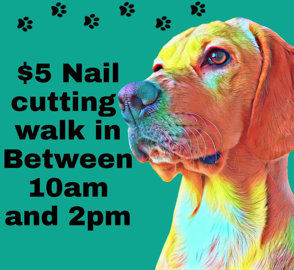 PAMPERED PETS Updated May 2024 108 W Big Bear Blvd, Big Bear, California Pet Groomers
