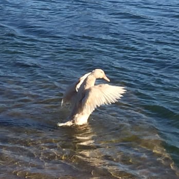 Lake Murray - Ducks in the lake - Parks Near Me - La Mesa, California