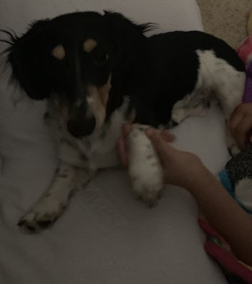 full circle dachshunds