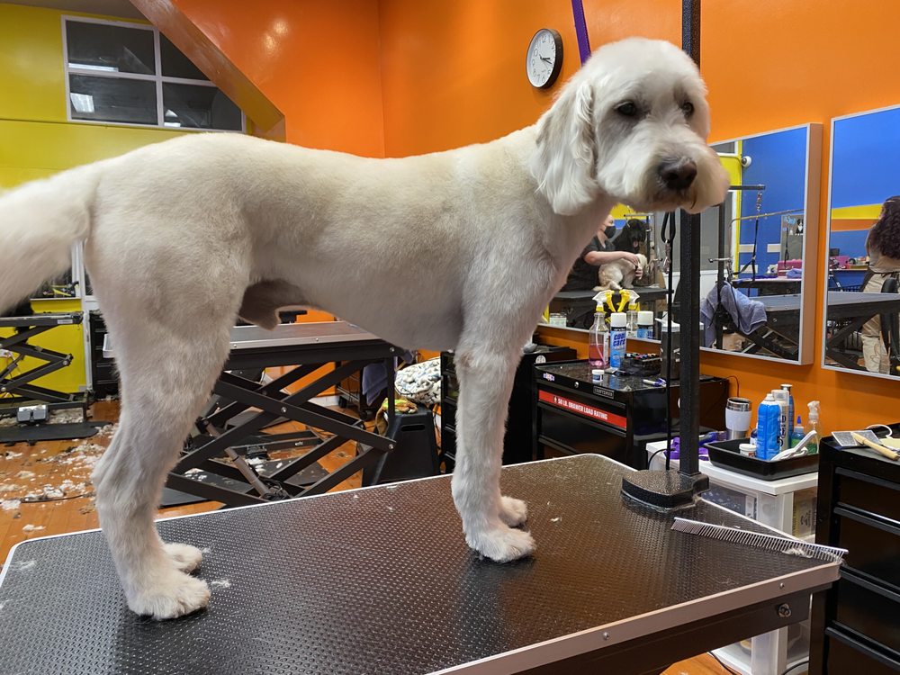 PAMPERED DOG GROOMING & BOARDING 92 Photos Vallejo, California