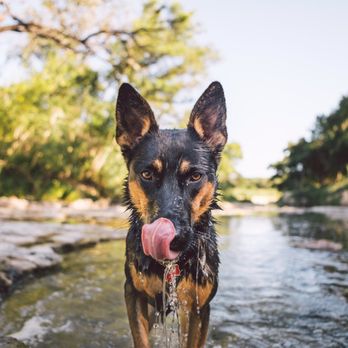 ZilkerBark - Louise loved playing in the water!! - Pet Photography Near Me