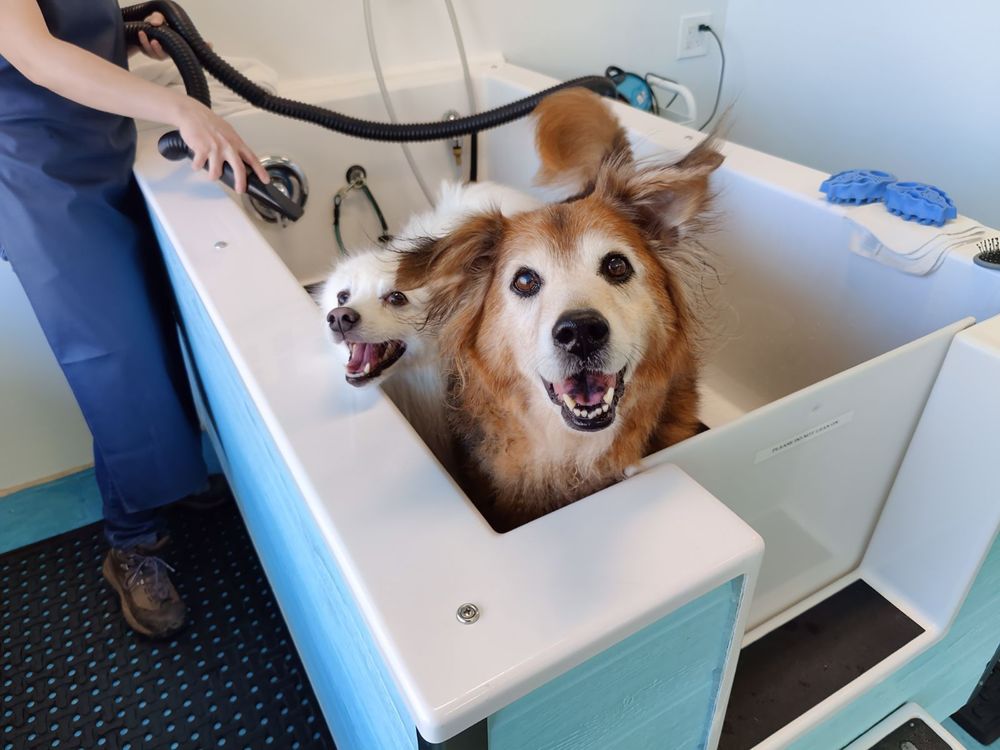 SHAMPOOCH DOG WASH 87 Photos & 61 Reviews 11517 SE Sunnyside Rd, Clackamas, Oregon Pet