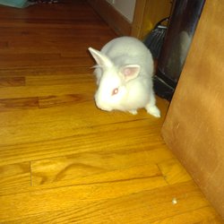 Blue Paw Pet Sitting
