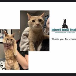 Ingersoll Animal Hospital - Homie & Dog at Ingersoll with Dr. Steenhagen!