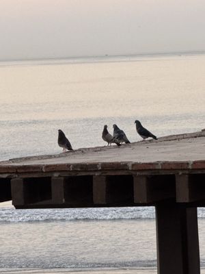 Hotel Playa Mazatlan by null