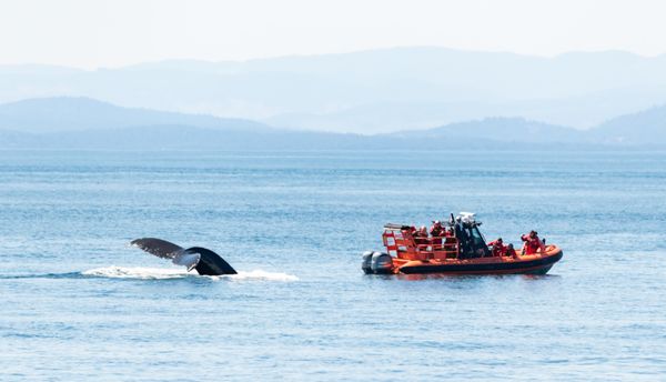 Orca Spirit Adventures Whale Watching by null