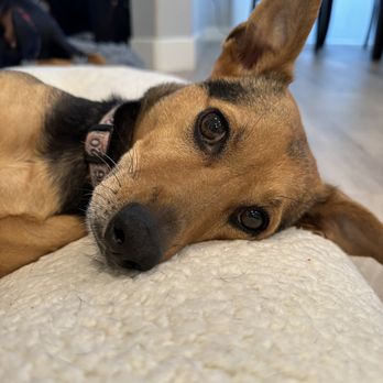 Finding A Best Friend Rescue - Mochi now. Loved and relaxed and growing grey gracefully. - Pet Adoption Near Me Finding A Best Friend Rescue - Mochi now. Loved and relaxed and growing grey gracefully. - Pet Adoption Near Me