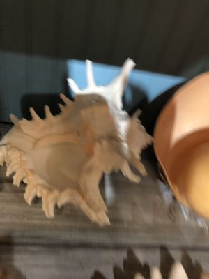 The Blue Mussel by null