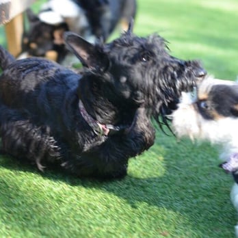 Smart Dog Dallas - Pet Training Near Me - Dallas, Texas Smart Dog Dallas - Pet Training Near Me - Dallas, Texas