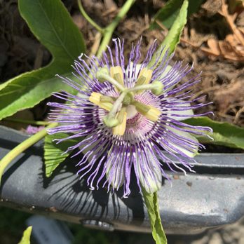 Tom's Thumb by Cornelius Nursery - Passion flower - Nurseries & Gardening Near Me - Galveston, Texas Tom's Thumb by Cornelius Nursery - Passion flower - Nurseries & Gardening Near Me - Galveston, Texas