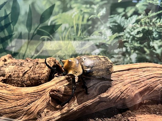 Canadian Museum of Nature / Musée canadien de la nature by null