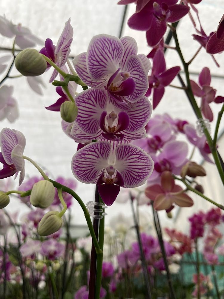 DUNCAN AND SONS ORCHIDS 13527 Okeechobee Blvd, Loxahatchee, Florida