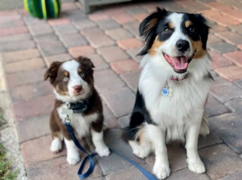 LOSE THE LEASH DOG TRAINING 38 Photos & 35 Reviews 3317 S Higley Rd