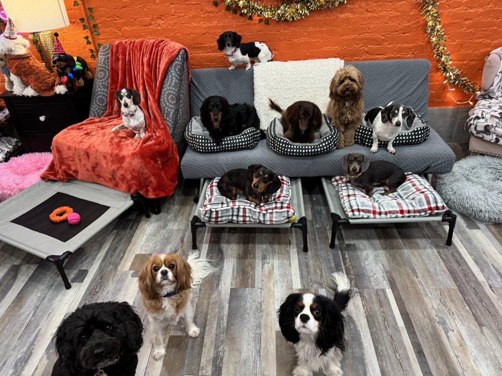 75th & Paws Doggy Daycare - pet boarding facility in New York, NY
