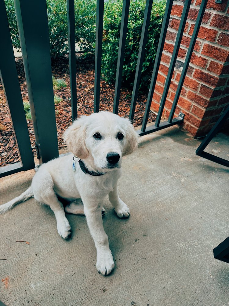 Horizon Dog Training Image