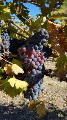 Shannon Faye Winery by null