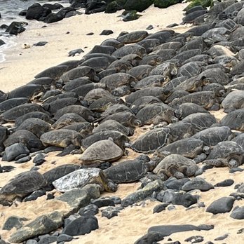 Hookipa Beach Park - Upper level view!! TONS of sea turtles! - Parks Near Me - Paia, Hawaii