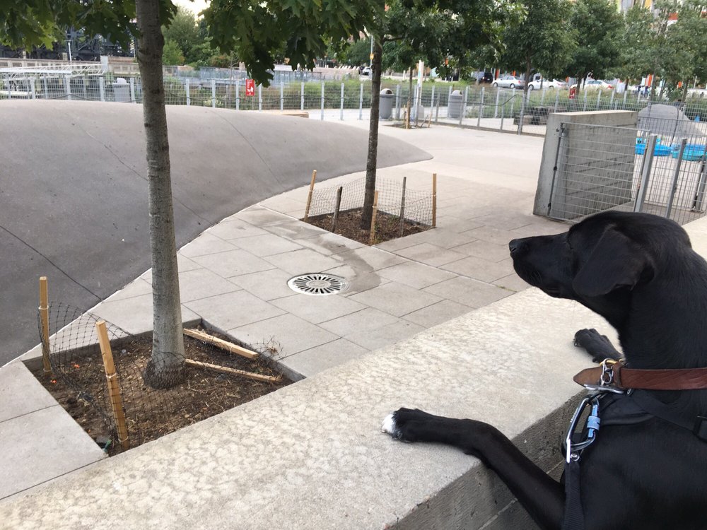 HUNTER’S POINT DOG PARK 23 Photos & 14 Reviews Dog Parks Vernon