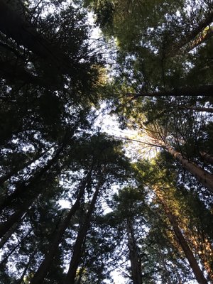 Navarro River Redwoods State Park by null