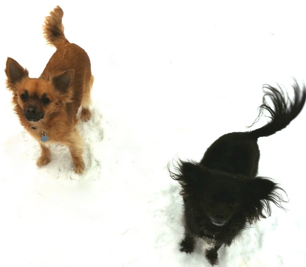 DOG WALKERS Boston, Massachusetts Dog Walkers Phone Number Yelp