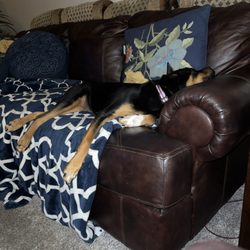 Four Paws Pet Resort