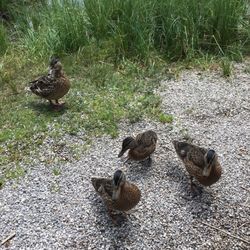 Möserer See - Une famille de canard pas farouches