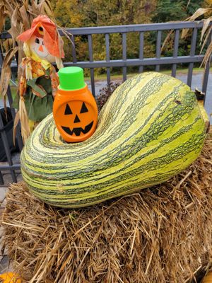 Smoky Mountain Alpine Coaster by null