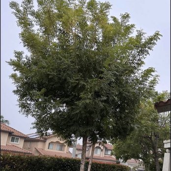 A & J Tree Service - BEFORE (September 2024) - Tree Services Near Me - Pomona, California A & J Tree Service - BEFORE (September 2024) - Tree Services Near Me - Pomona, California