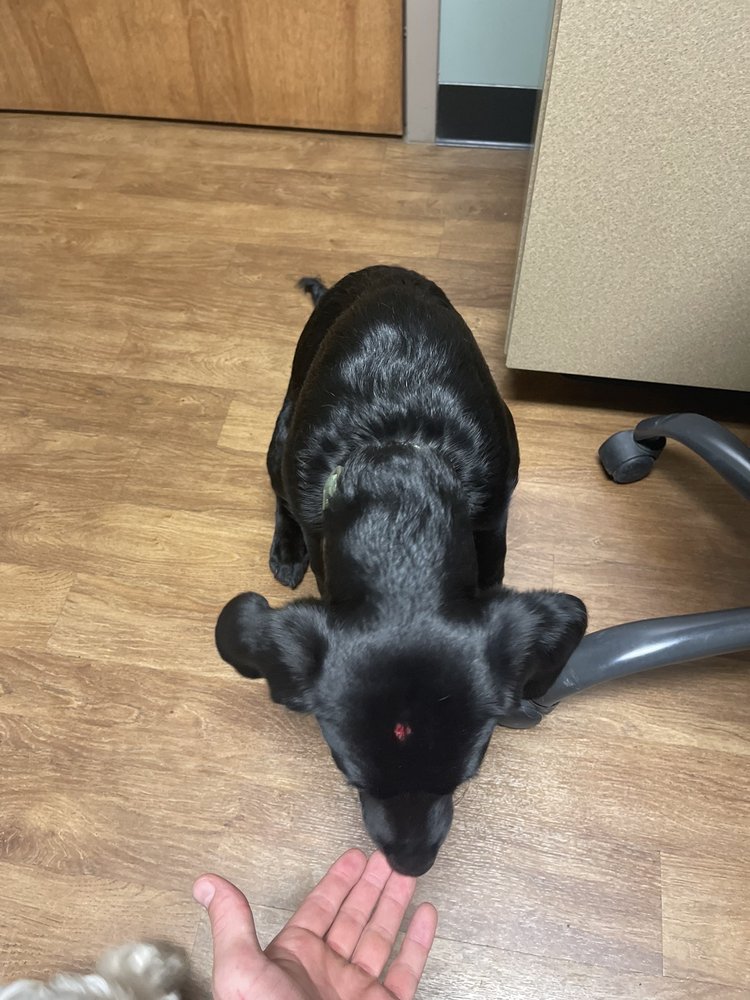 WESTGATE VETERINARY HOSPITAL Updated April 2024 15 Reviews 2010