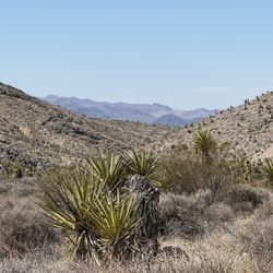 EagleRider Las Vegas Off Road - Views of the Mojave Desert