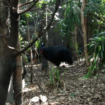 Sydney Wildlife World - The mysterious cassowary! - Zoos Near Me - Darling Harbour, NSW
