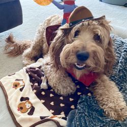 Brookside Labradoodles - Riley